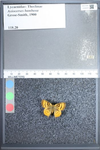 Media type: image;   Entomology 68229